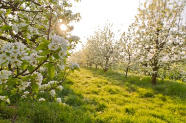 Cherry blossoms in spring clipart