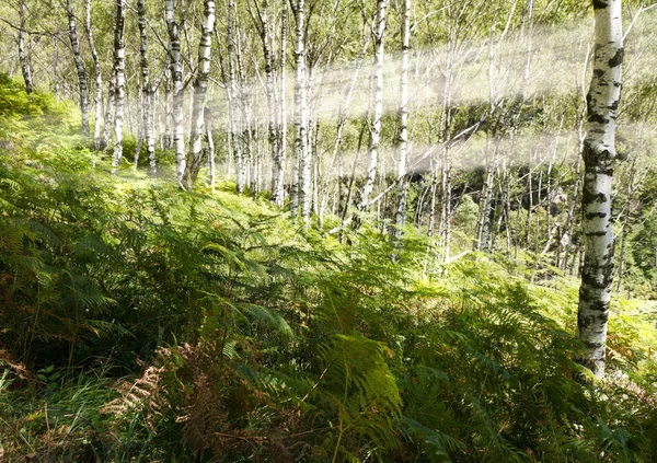 シダおよびシラカバの森林 — ストック写真