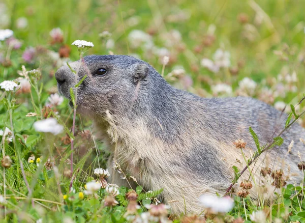 Groundhog no prado de flor alpina — Fotografia de Stock