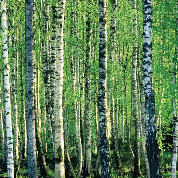 Huş ağacı korusu — Stok fotoğraf