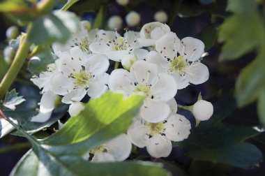 White Hawthorn Blossom clipart