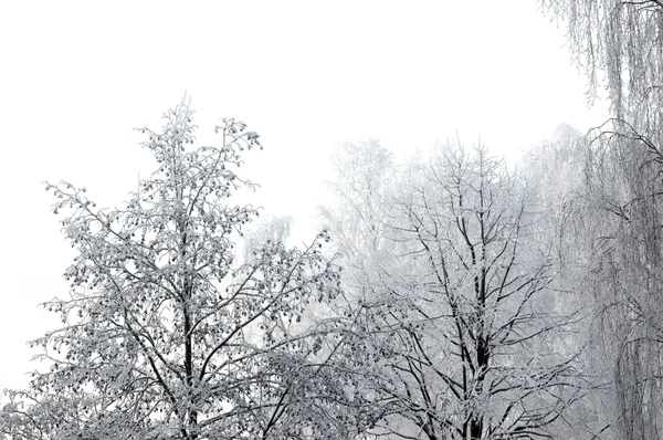 Dia de Inverno e Nova Neve Isolados — Fotografia de Stock
