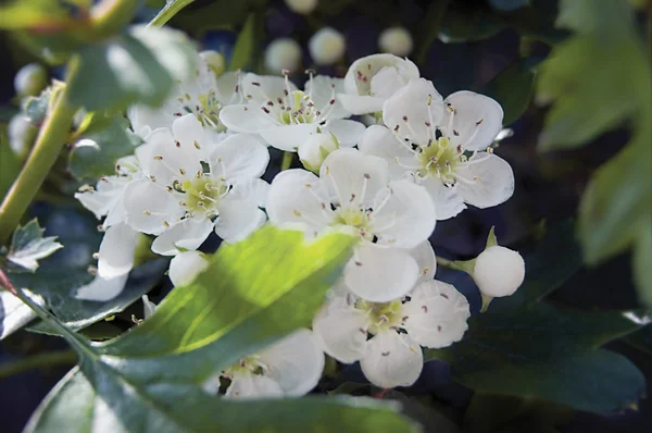 Beyaz alıç çiçeği — Stok fotoğraf