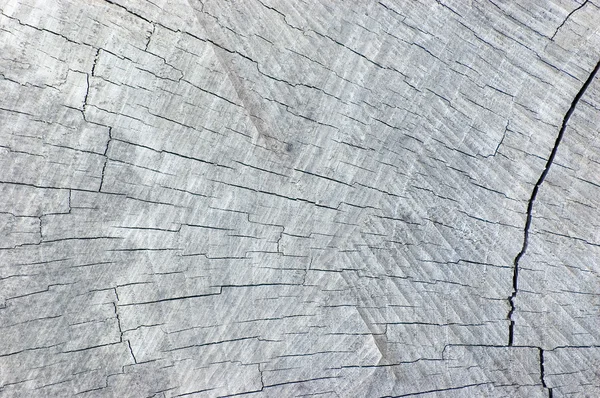 Velké přírodní zvětralých šedá pařez řez textury pozadí — Stock fotografie