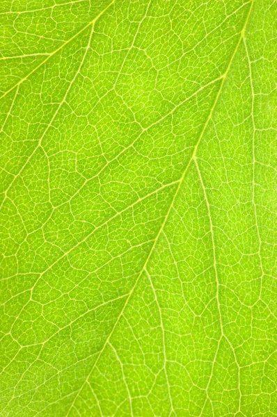 Grüne Blatt Makro Hintergrund Textur — Stockfoto
