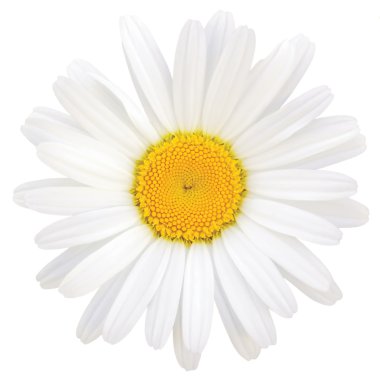 Oxeye Daisy Leucanthemum vulgare Lam., Isolated Macro, Large Detailed Closeup Studio Shot clipart