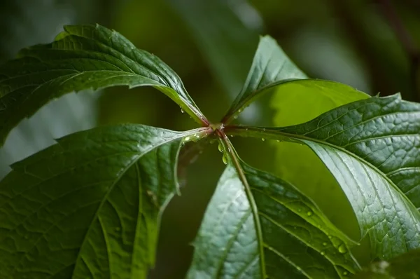 Υγρό αναρριχητικό φυτό της Βιρτζίνια αφήνει closeup — Φωτογραφία Αρχείου