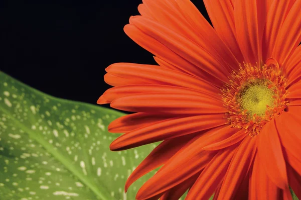 Red gerber daisy and leaf isolated — Stock Photo, Image