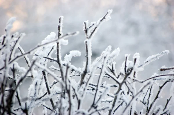 Снежные ветви — стоковое фото