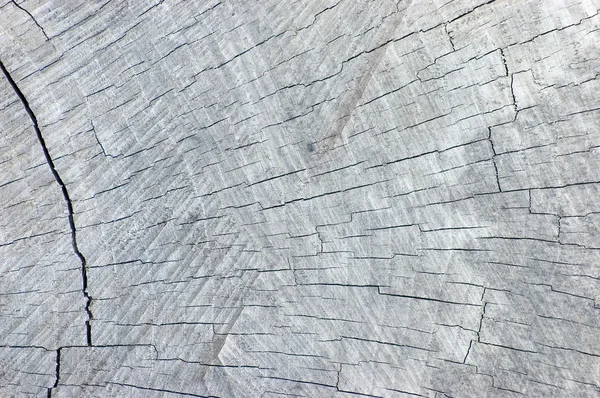 Grande naturale intemperie grigio albero ceppo taglio texture sfondo — Foto Stock