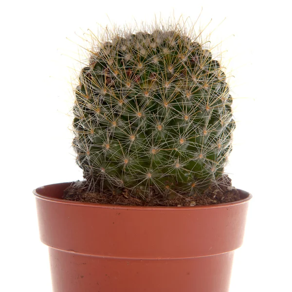 stock image Cactus