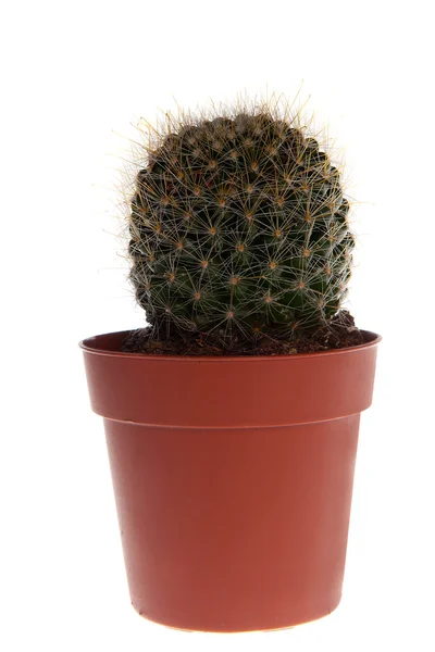 stock image Cactus