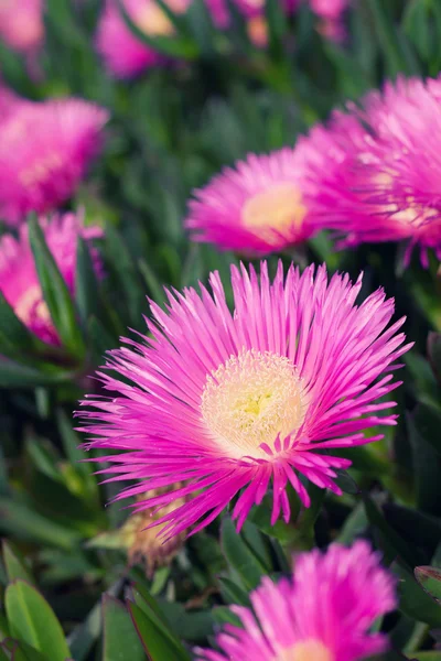 stock image Carpobrotus edulis - Ice plant