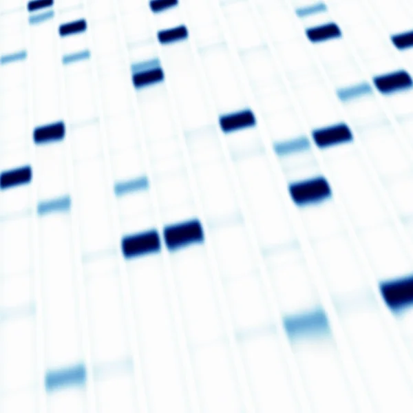 Gel de DNA Eletroforese Imagens De Bancos De Imagens