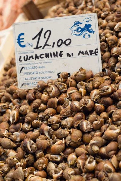 stock image Sea slugs in the market