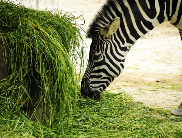Una Zebra che mangia erba — Foto Stock