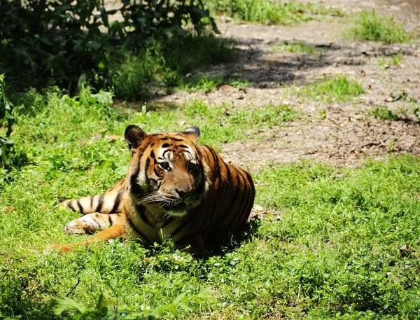 stock image Lying Tiger