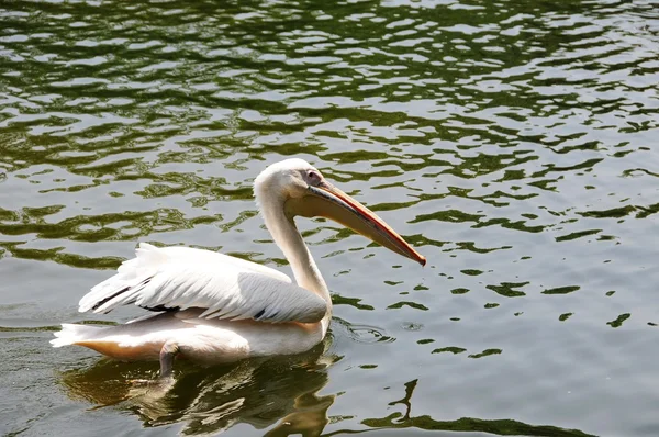 Witte pelikaan — Stockfoto