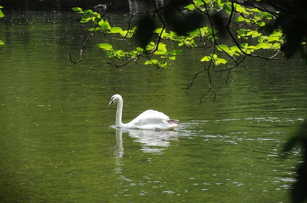 stock image White swan