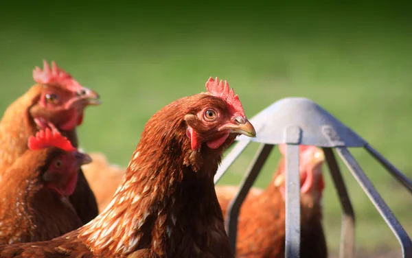 Alimentación de gallinas marrones —  Fotos de Stock