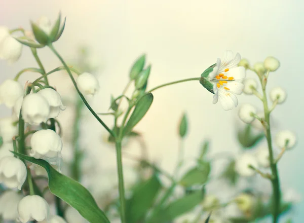 Vita skogens blommor — Stockfoto