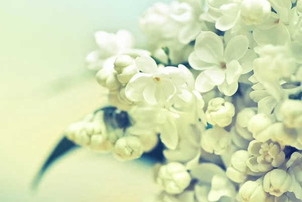 White lilac flowers background — Stock Photo, Image