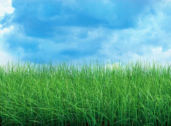 Zielone pole z błękitnym niebem — Zdjęcie stockowe