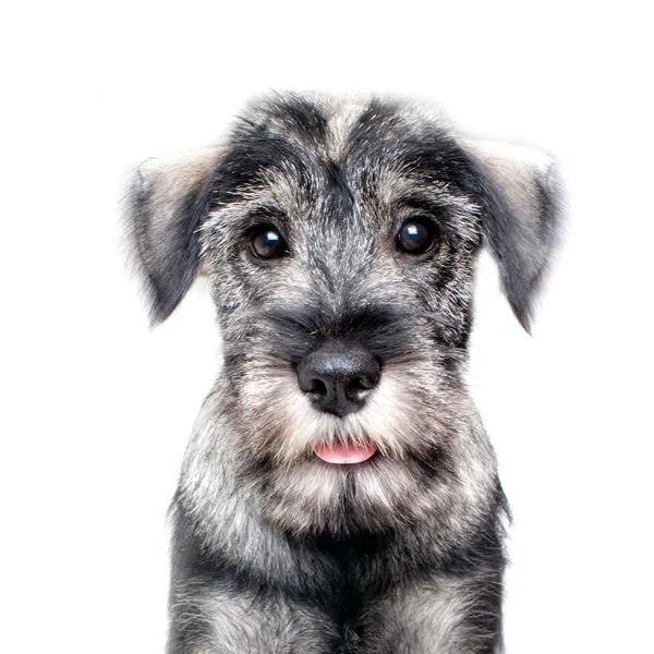Смешной шнауцеровый щенок — стоковое фото