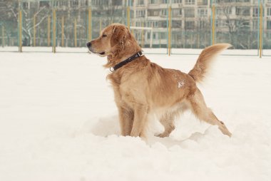 Labrador retriever karda oynarken