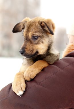 sevimli köpek yavrusu