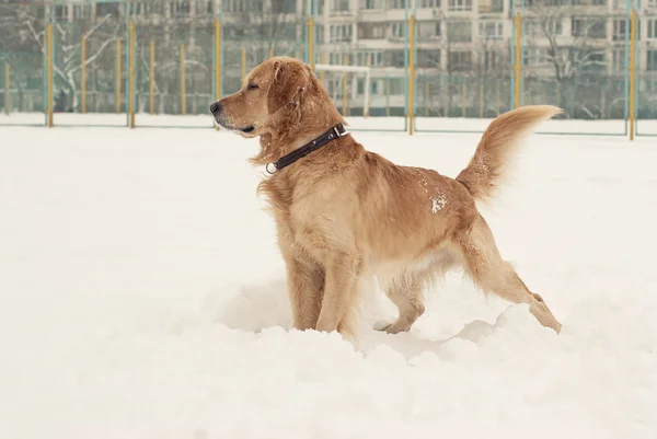 Labrador retriever jogando na neve — Fotografia de Stock
