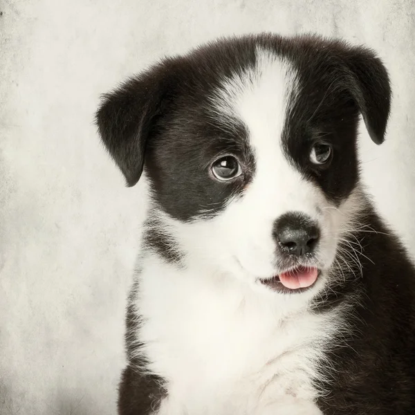 Indah anak anjing — Stok Foto