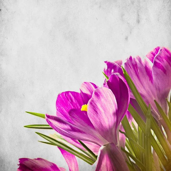 Texturizado viejo fondo de papel con hermosas flores de primavera — Foto de Stock