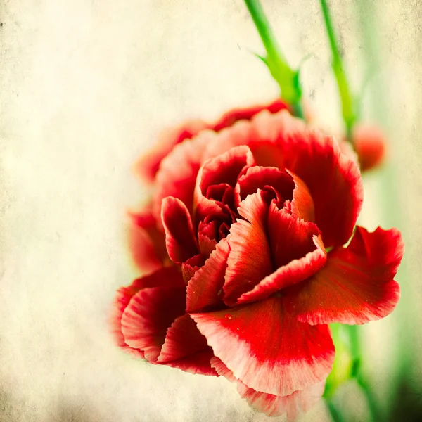 Textured old paper background with red carnation — Stock Photo, Image