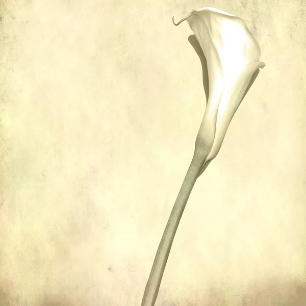 Texturierte alte Papier Hintergrund mit weißer Calla-Blume — Stockfoto