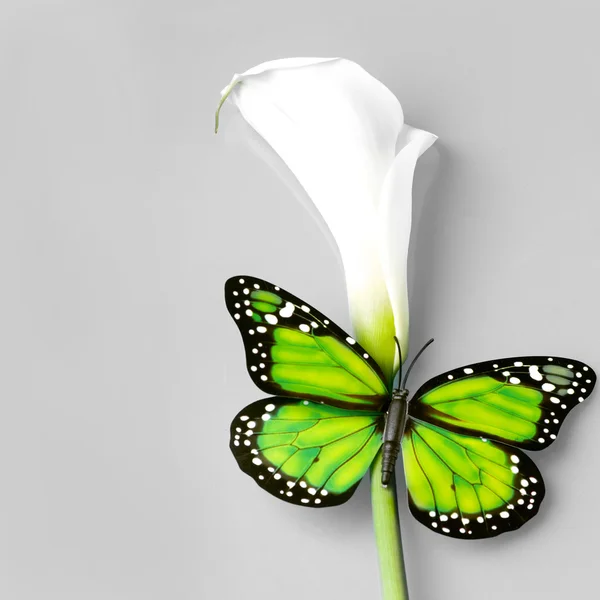 Papillon assis sur la fleur de caal sur fond gris — Photo