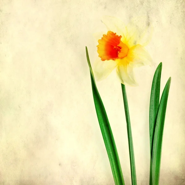 Texturizado fundo de papel velho com bela flor de primavera — Fotografia de Stock