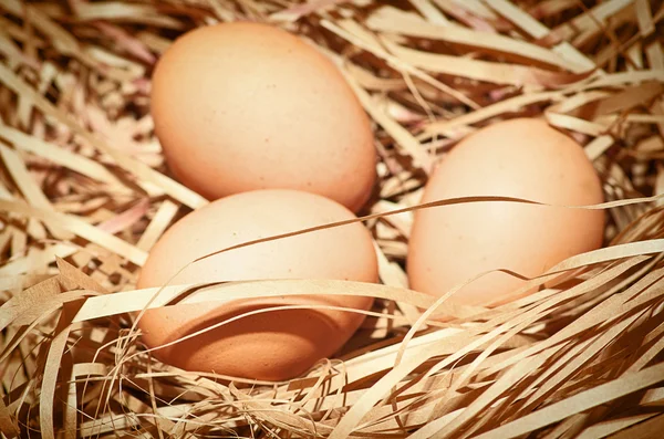 Uova brune al nido di fieno — Foto Stock