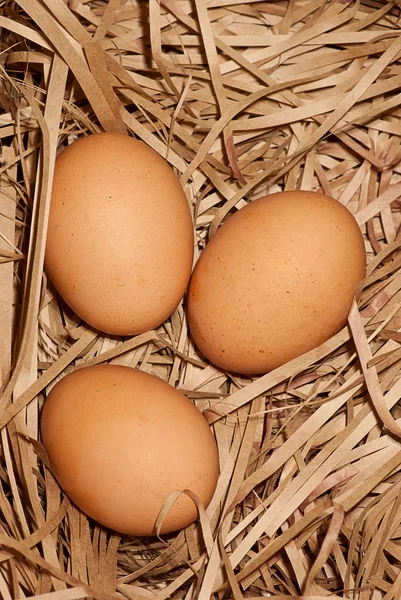 Коричневые яйца в сене — стоковое фото