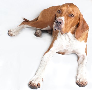 English pointer dog clipart