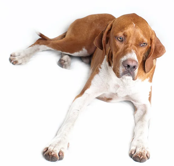 Anglický pointer pes — Stock fotografie
