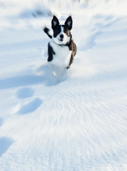 Köpek karda koşuyor. — Stok fotoğraf