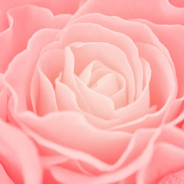 Rose fond — Photo