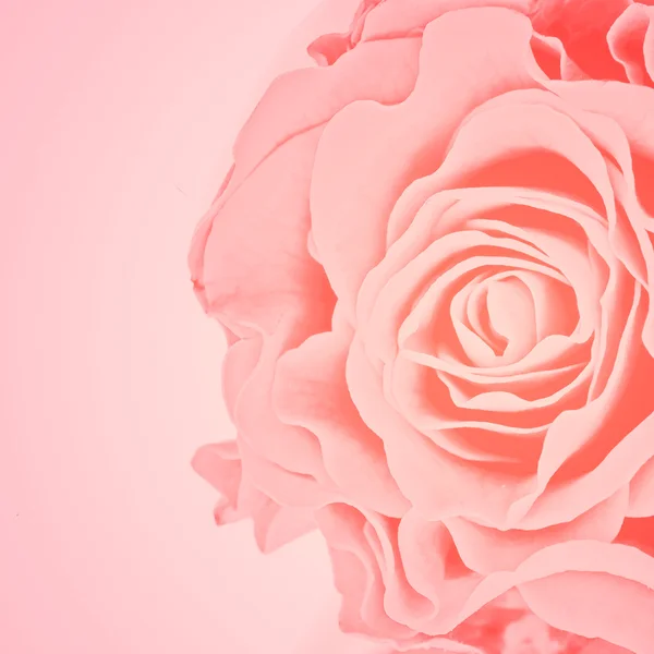 Hintergrund Rose — Stockfoto