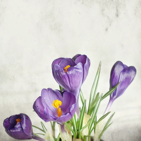 Güzel bahar çiçekleri ile dokulu eski kağıt arka plan — Stok fotoğraf