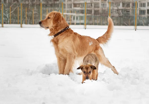 Welpe und Labrador Retriever spielen im Schnee — Stockfoto