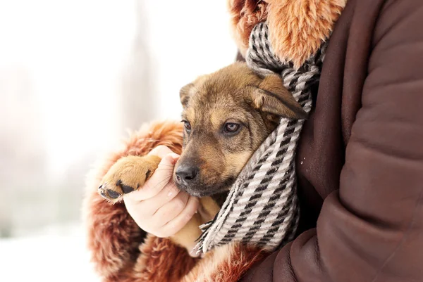 Lovely puppy — Stock Photo, Image