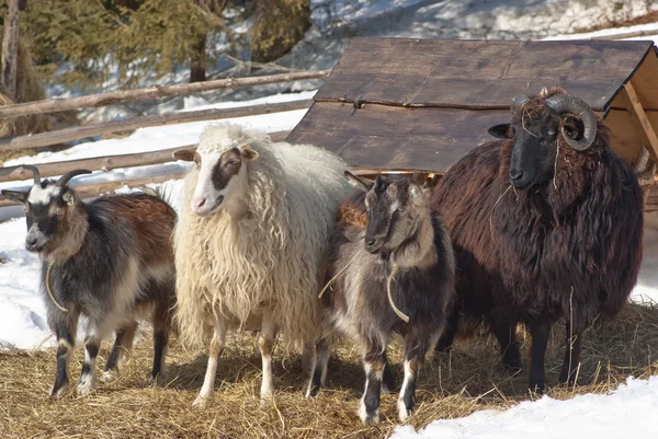 Chov ovcí a koz na pastvu — Stock fotografie
