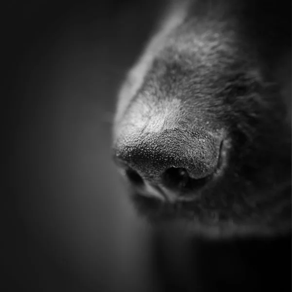De neus van de hond over zwart — Stockfoto