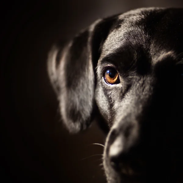 Svart hund — Stockfoto